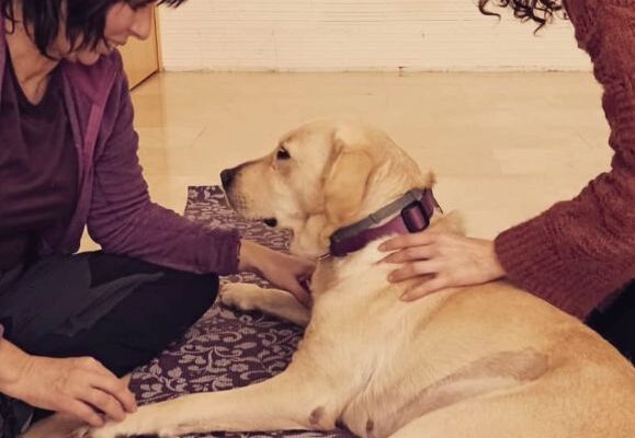alejandra-perro-shiatsu-labrador