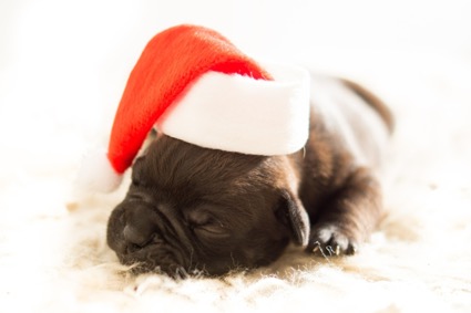 Un perro que cura todos los males… por Navidad