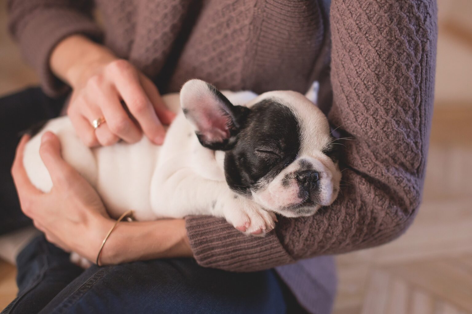 ¿Tiene mi perro ansiedad por separación?