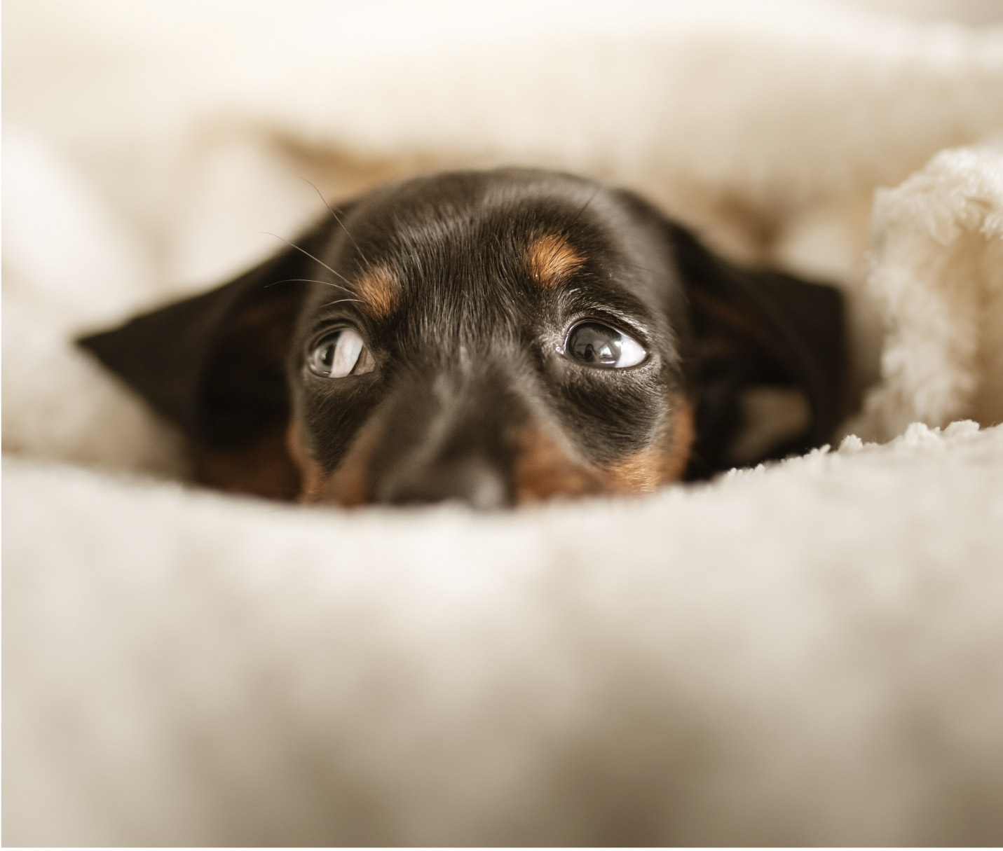 ¿Qué hago cuando mi cachorro tiene miedo?