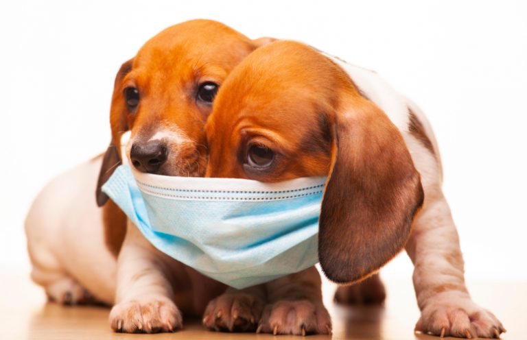 cachorros mascarilla