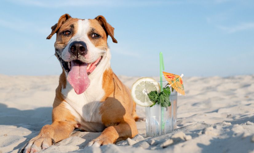 perro en la playa